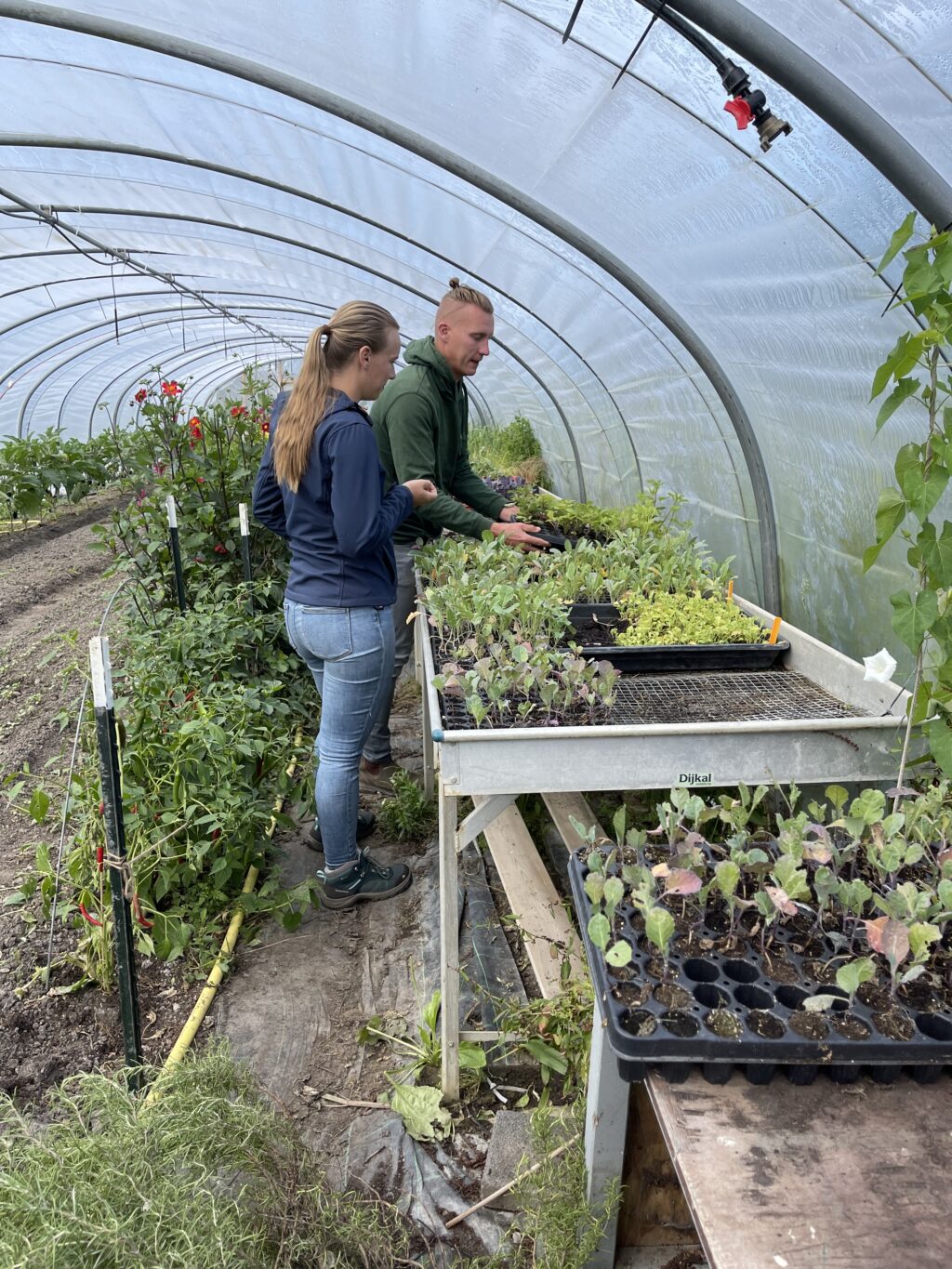 Tip 6: Zorg voor de goede zaden en plantjes